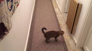 Lazerle Oynayan Kedi Cat Playing Laser Youtube