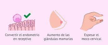 Hormona Progesterona Funciones Valores Normales Y Medicamentos