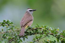 Aug 16, 2021 · cara masteran burung kicauan menggunakan mp3 gambar burung kicau. Download 7 Masteran Suara Burung Trucukan Gacor Full Isian Mewah Mp3 Mkicau