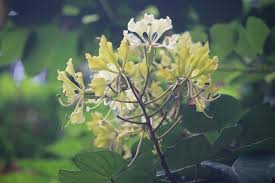 Image result for Vahliaceae