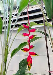 Image result for Raphia rostrata