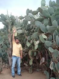 Water moderately when plants are in growth. Prickly Pear Opuntia Ficus Indica Feedipedia