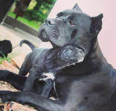 Cane Corso Dogs Cane Corso Dog Cane Corso Corso Dog