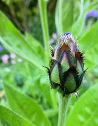 Image result for Centaurea praecox