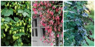 And 'tangerine beauty,' all orange. 5 Fast Climbing Vines For Your Garden Landscaping Cape Town