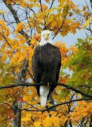 Birds Of Prey Upstate Ny Autumn Splendor In New York State With An Eagle Bald Eagle Beautiful Birds American Bald Eagle