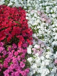 Image result for Impatiens wallerana