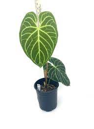 Anthurium Regale Rare Plant Us Seller Etsy Plants Anthurium Rare Plants