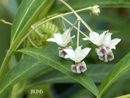 Image result for Gomphocarpus glaucophyllus