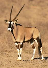 There are 810 african animal horns for sale on etsy. Gemsbok Antelope Stock Photograph Animais Com Chifres Animais Selvagens Animais Mamiferos Africa Animals Endangered Animals List African Animals