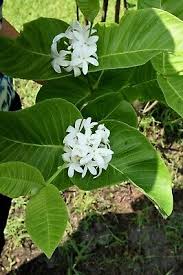 Image result for Holarrhena pubescens