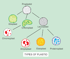 Plastids | Chloroplast Chromoplast And Leucoplast | Complete Concept -  Youtube