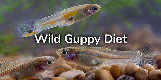 What Do Guppies Eat In The Wild