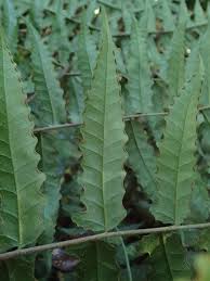 Image result for Blotiella