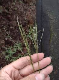 Image result for Digitaria velutina