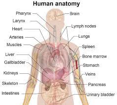 Financial literacy everfi answers download books anatomy diagram human body organs, download books anatomy diagram. Human Body Diagram Labeled Organs Human Body Diagram Labeled Organs Human Body Organs Human Body Diagram Human Body Facts