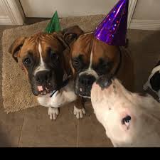 Browse thru thousands of boxer dogs for adoption near plano, texas, usa area, listed by dog rescue organizations and individuals, to find your match. North Texas Boxer Rescue Home Facebook