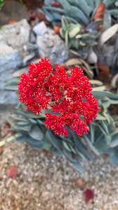Image result for Cyphia brachyandra