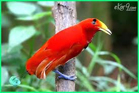 Burung yang sering dijadikan gambar sketsa adalah burung garuda, burung elang, burung merpati, burung hantu dan lainnya. Burung Cendrawasih Cantik Yang Ada Di Indonesia Dunia Fauna Hewan Binatang Tumbuhan