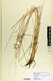 Image result for Fimbristylis complanata