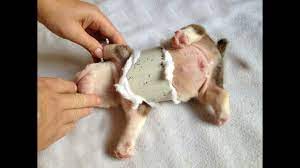 English Bulldog Swimmer Puppy Syndrome Pectus Excavatum Youtube
