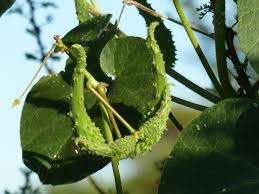 Image result for Pergularia daemia