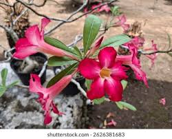 Image result for Apocynaceae subfamilies Apocynoideae and Rauvolfioideae