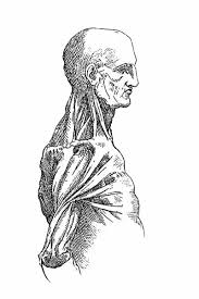 Re imaging the human body drawings. Anatomy Sketch 13591707 Framed Photos Wall Art Posters Jigsaws