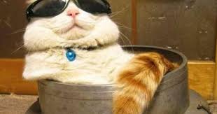 h202kedi adli kullanicinin cat1 panosundaki pin kedi