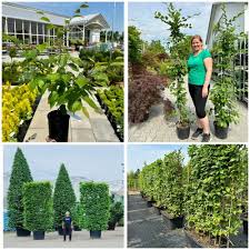 Image result for Živý plot z habru