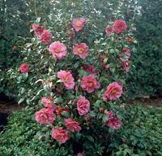 Camellia Florida Flowers Plants Shrubs For Sale