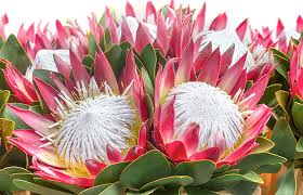 Image result for Protea argyrea