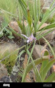 Image result for Xerophyta zimbabwensis