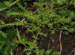 Image result for Crassula schimperi