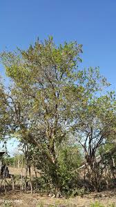 Image result for Antidesma vogelianum