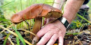 Amateurs et chercheurs de champignons : Cueillette Des Champignons Comment Debuter Sans Danger