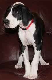 Puppies for sale from dog breeders near hickory / lenoir, north carolina. Great Dane Puppies Jacksonville Nc