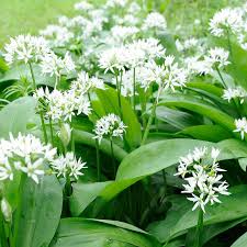 Check spelling or type a new query. What Is Wild Garlic And How Is It Used