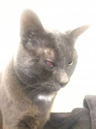 Antibiotics are usually administered in cases of superficial corneal ulcers. Cat Eye Ulcer Is This Healing Or Another Issue Arising Thecatsite