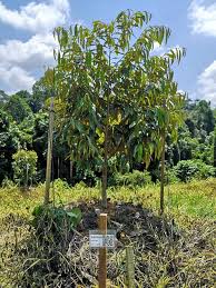 How many orange trees per acre? Malaysia S Booming Durian Industry Sees New Investors Management Methods Cna