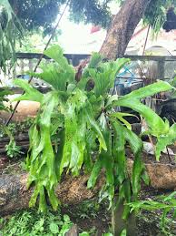 Image result for Platycerium stemaria