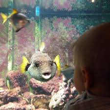 Baby Meets Fish Hier National Aquarium Napier Hier Aquarium Napier National