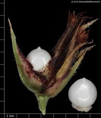 Image result for Scleria racemosa