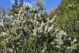 Image result for Fabiana imbricata