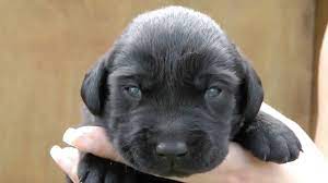 Puppies Eyes Open For The First Time Youtube