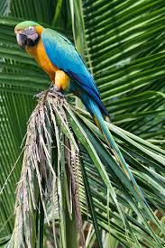 Image result for Acridocarpus chloropterus