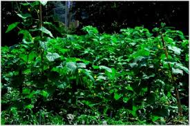 Image result for Cucumis aetheocarpus