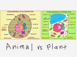 Image Result For 6th Grade Animal Cell Parts Plant And Animal Cells Animal Cell Plant Cell Diagram