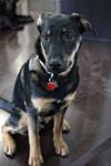 German Shepherd Lab Mix: Personality and Other Must Know Info