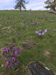 On the hill side of the highway, trail 020 goes on a 2.2 mile walk down along the creek. Spring Wildflower Hike In The Gorge Catherine Creek March 23 2017 Author Paul Gerald